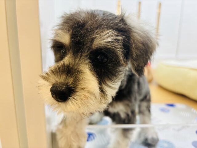 ミニチュアシュナウザー