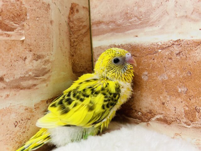 夏休みフェア開催❕❕🌊🍉🐞🎇🐤 説明画像です