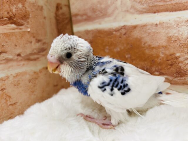 夏休みフェア開催❕❕🌊🍉🐞🎇🐤 説明画像です