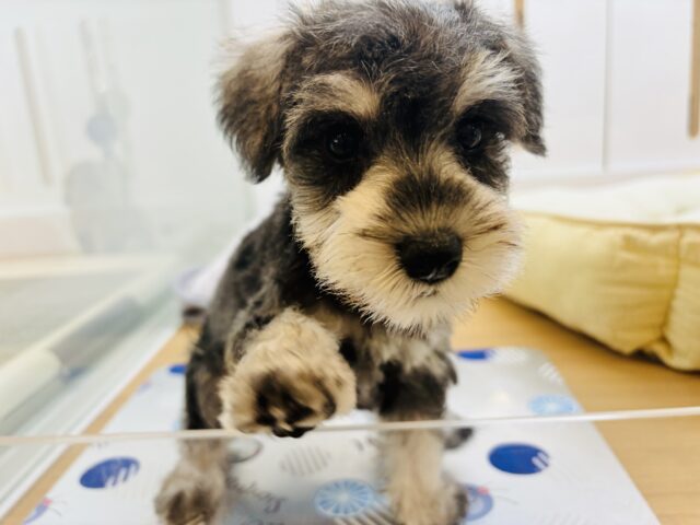 ミニチュアシュナウザー