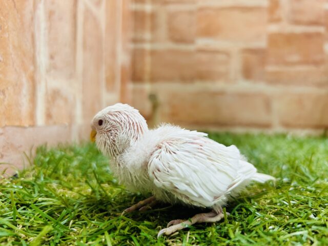 夏休みフェア開催❕❕🌊🍉🐞🎇🐤 説明画像です