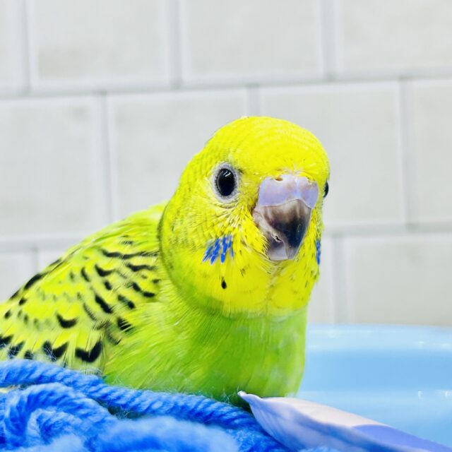 暑い日は木漏れ日の下で一休み🍃　セキセイインコ