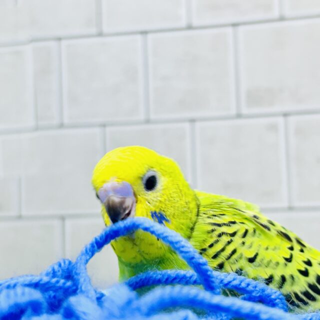セキセイインコ