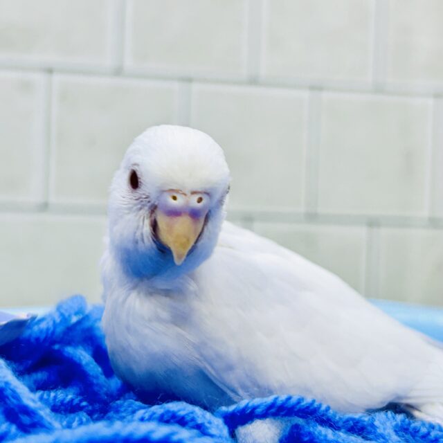 【最新画像更新☆☆】純白ベールのアイスクリームちゃん🍦　セキセイインコ