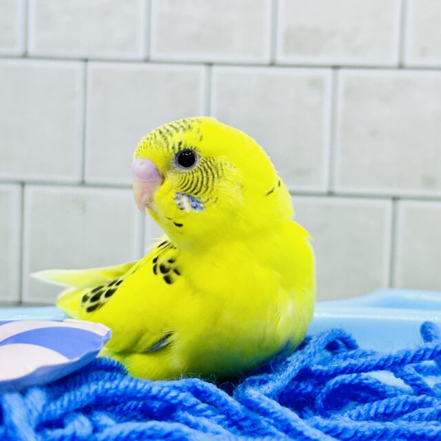 セキセイインコ