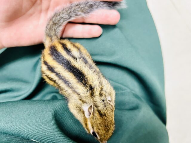 シマリス（ノーマル）