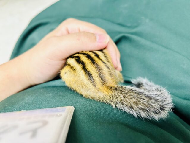 シマリス（ノーマル）