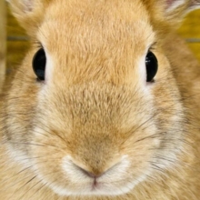🐰🐰🐰🐰ミニウサギ（オレンジ系）🐰🐰🐰🐰