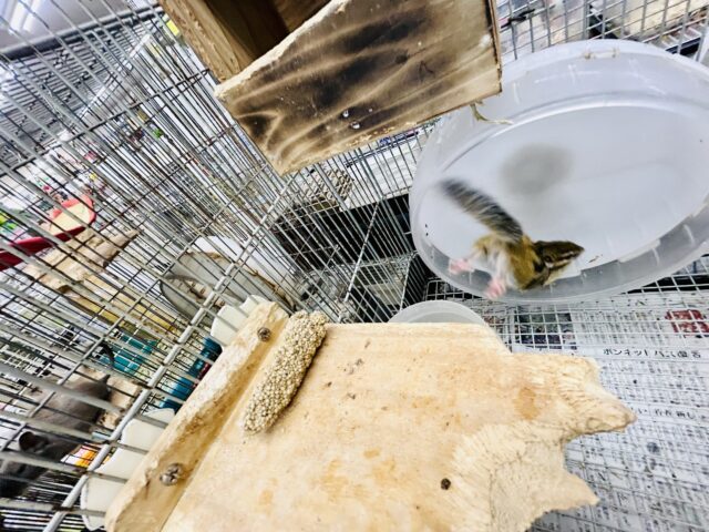 シマリス（ノーマル）