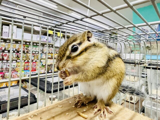 シマリス（ノーマル）