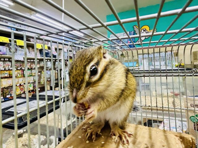 シマリス（ノーマル）