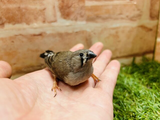 錦花鳥（キンカチョウ）