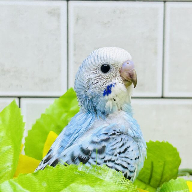 サマーブルー～ハレバレ太陽と青空～　セキセイインコ