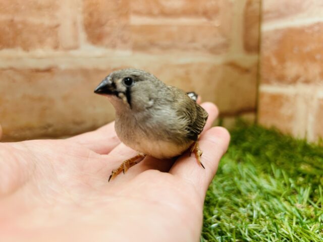 錦花鳥（キンカチョウ）