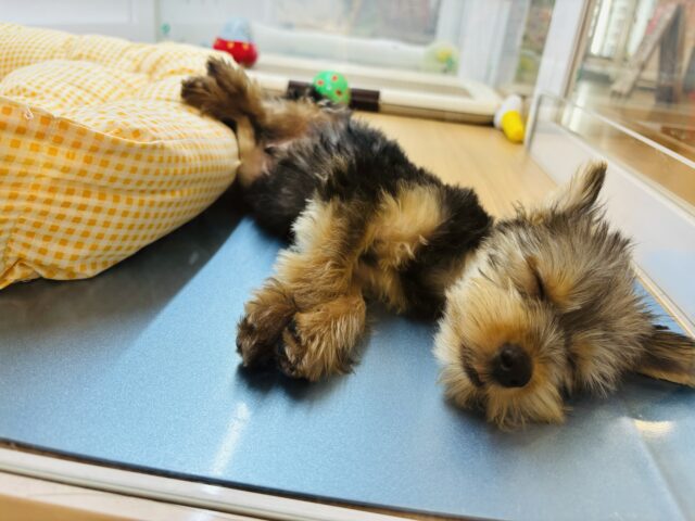 ヨークシャテリア