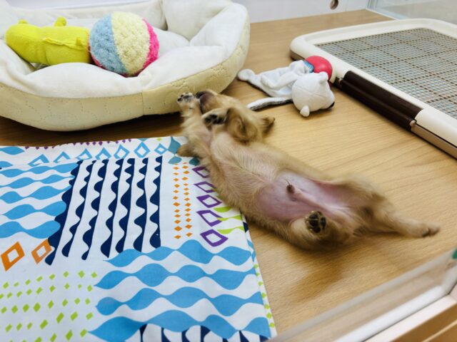 ミニチュアダックス