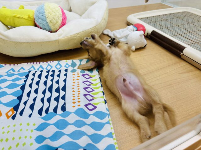 ミニチュアダックス