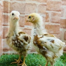 ボリスブラウンさんのご登場🐓🐓🐓🐓
