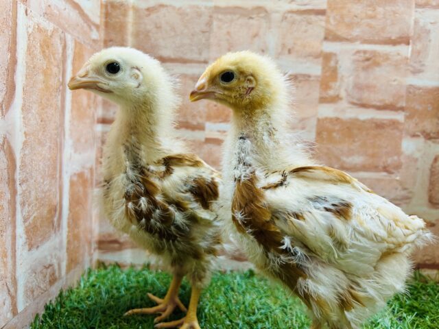 ボリスブラウン