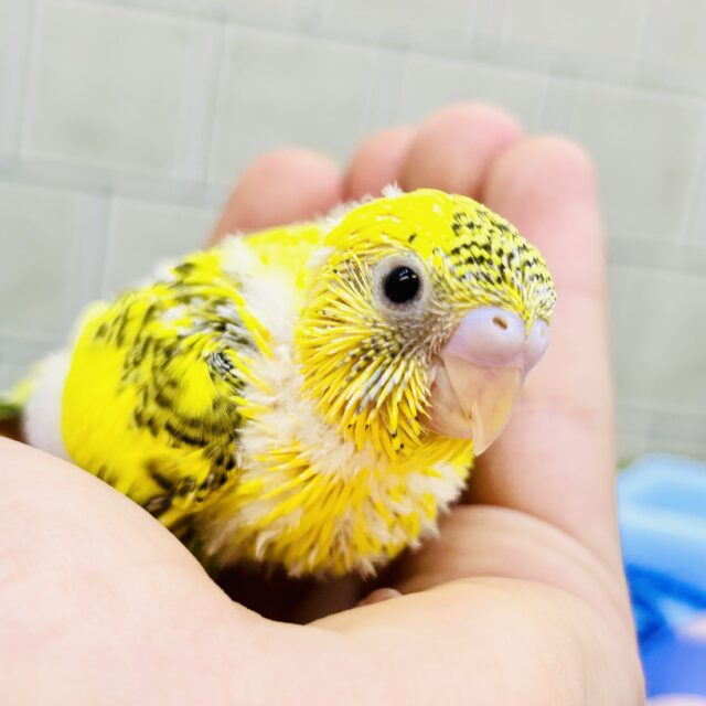 ハレバレひまわりカラー🌻　セキセイインコ
