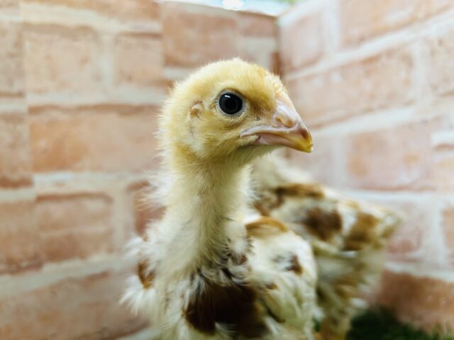 ボリスブラウン