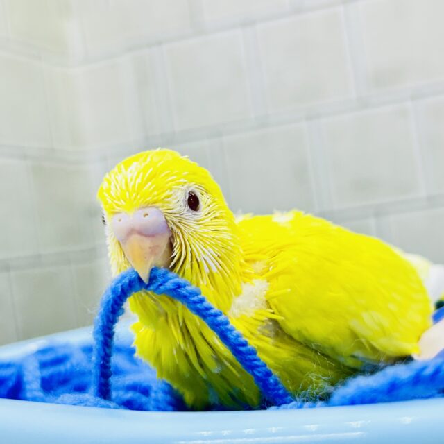 セキセイインコ