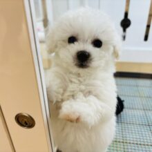 僕の溢れ出る愛をどうにかちて！ビションフリーゼくん！