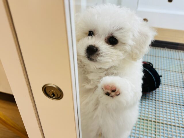 ビションフリーゼ