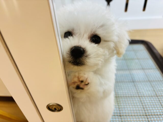 ビションフリーゼ