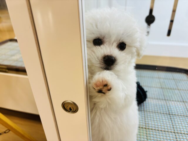 ビションフリーゼ