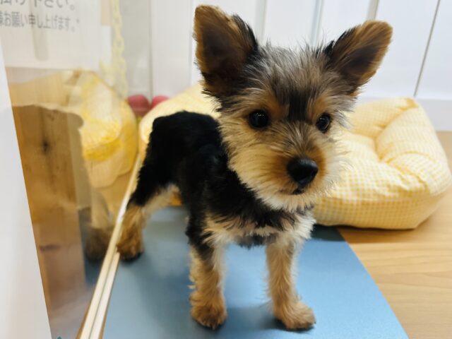 ヨークシャテリア