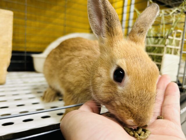 ミニウサギ