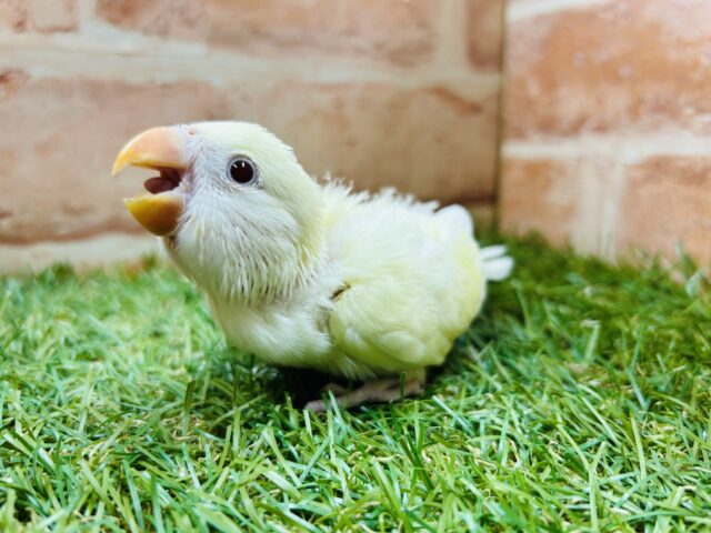 やさしい色のコザクラちゃんがやってきましたよ～💛💛💛　コザクラインコ（クリーム系）