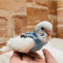 澄み渡る青空カラー💙💙💙　セキセイインコ（パイド）