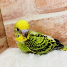 オパーリンカラーのセキセイちゃん💚💚💚　セキセイインコ