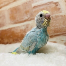 人気カラーのセキセイちゃんがやってきましたよ～💙💛💚💜　セキセイインコ（レインボー系）