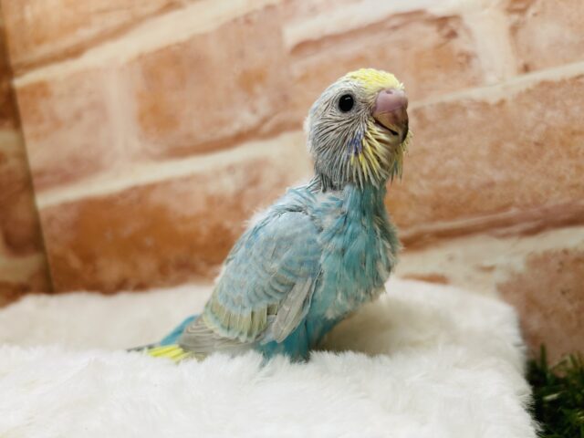 人気カラーのセキセイちゃんがやってきましたよ～💙💛💚💜　セキセイインコ（レインボー系）