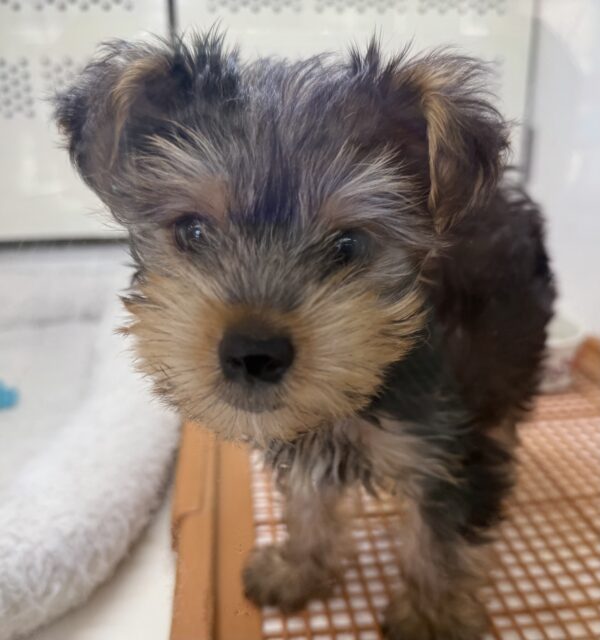 ヨークシャテリア