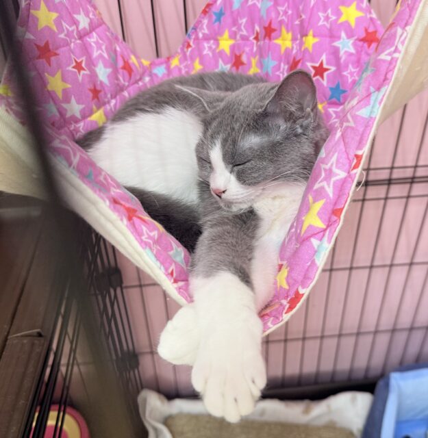 最新画像!お困り顔のマンチカンきたよ💖 マンチカン