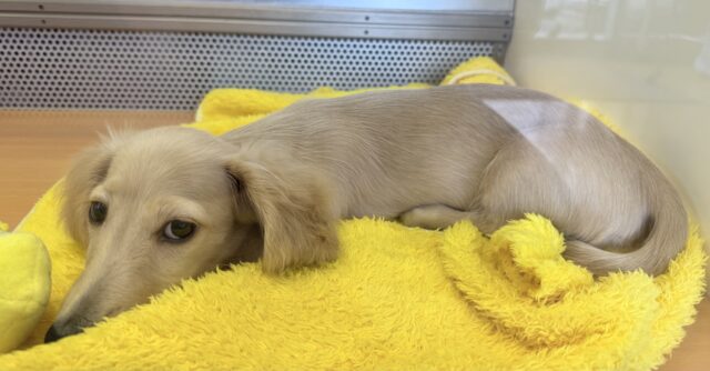 ミニチュアダックス