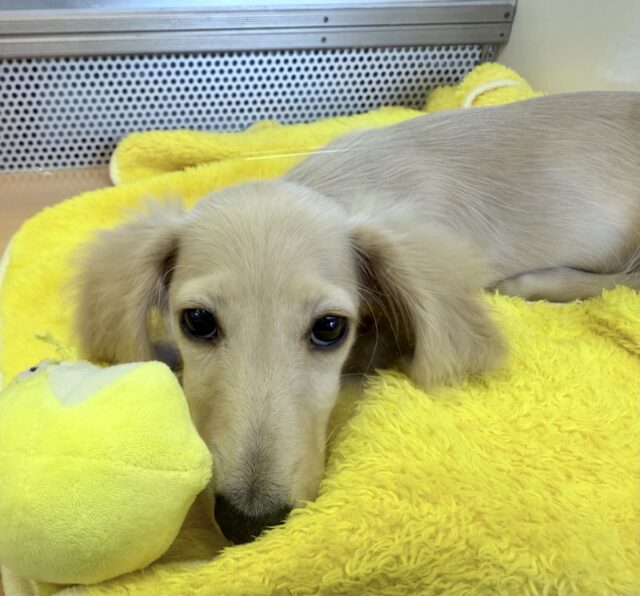 ミニチュアダックス