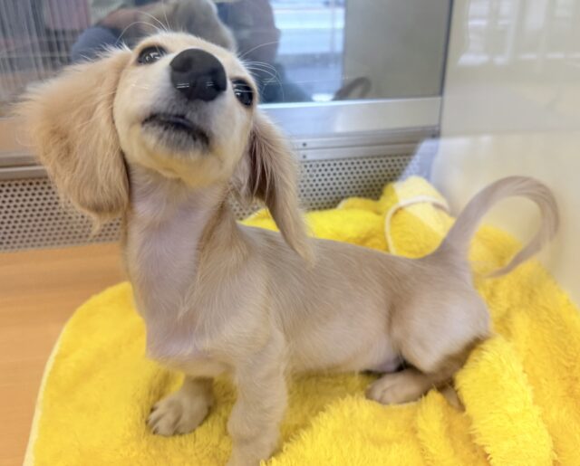 ミニチュアダックス