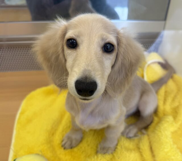 ミニチュアダックス