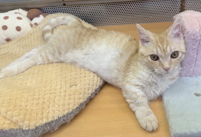 最近画像!抱っこも大好き!甘えん坊のラムキンくん! ラムキン