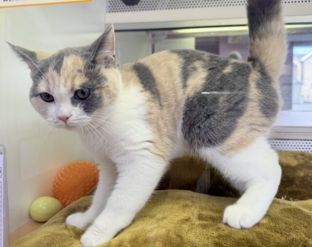 ブリティッシュショートヘア