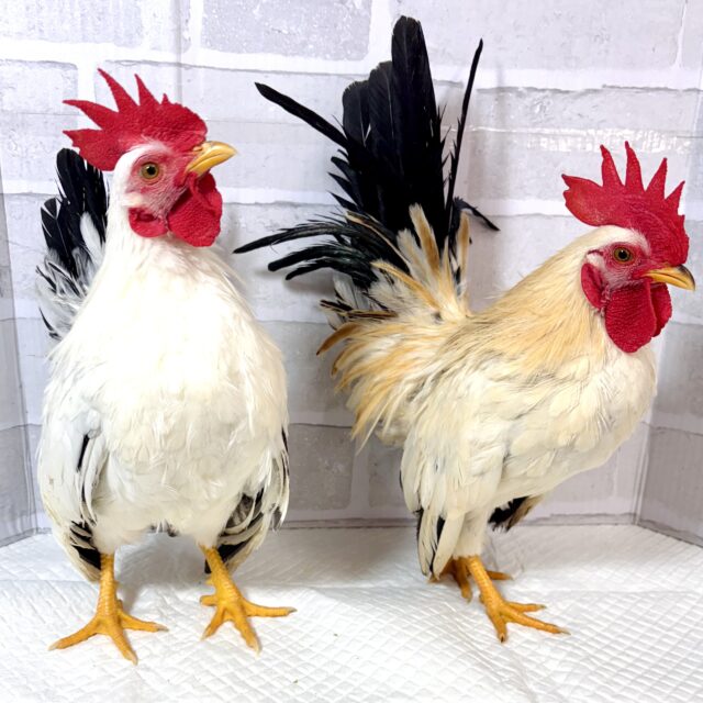 世界最小のニワトリ セラマ 到着です！🐓⸒⸒✧*｡