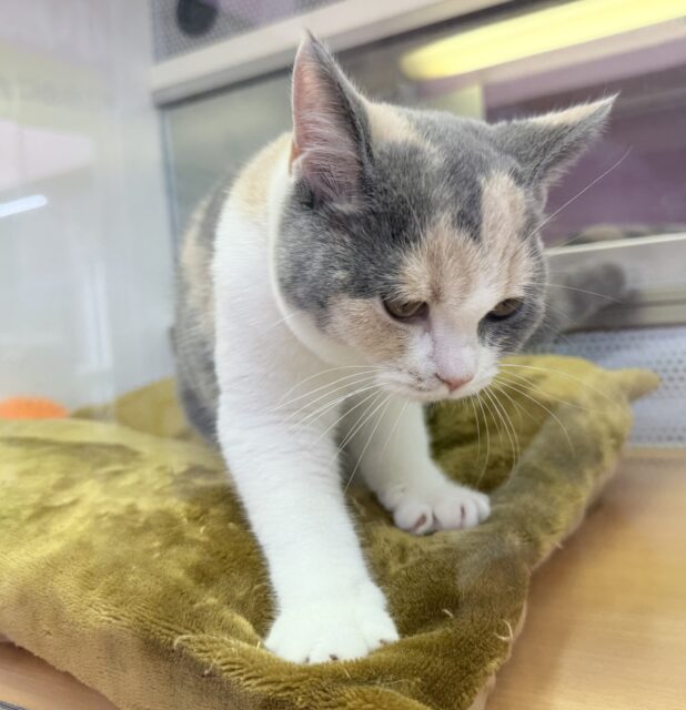 ブリティッシュショートヘア