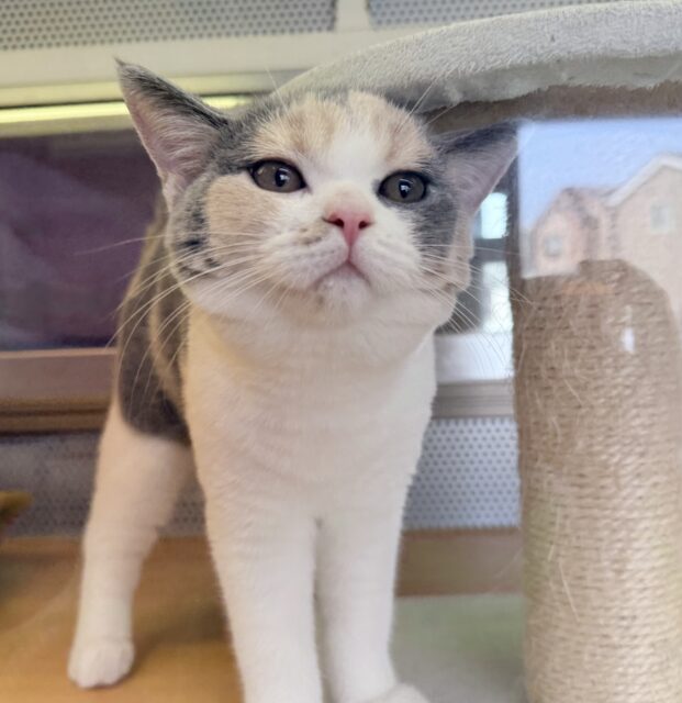 ブリティッシュショートヘア