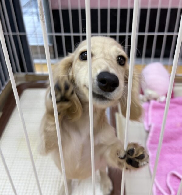 ミニチュアダックス