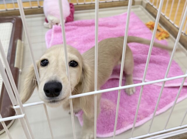 ミニチュアダックス